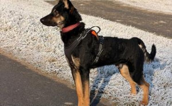 Cosmo wartet auf dich