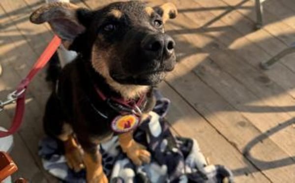 Cosmo wartet auf dich