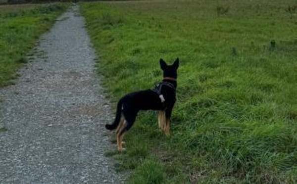 Cosmo wartet auf dich