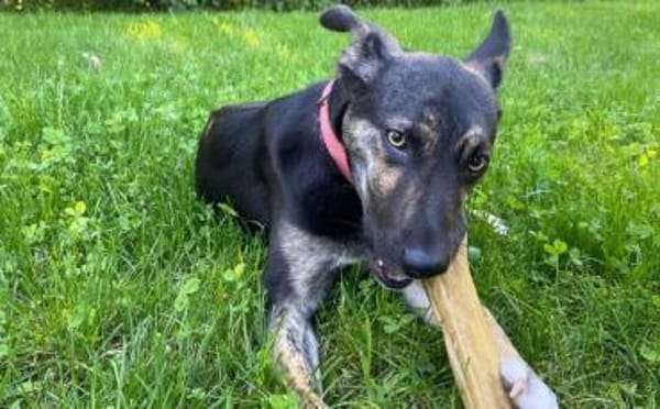 Wird Amika deine beste Freundin?