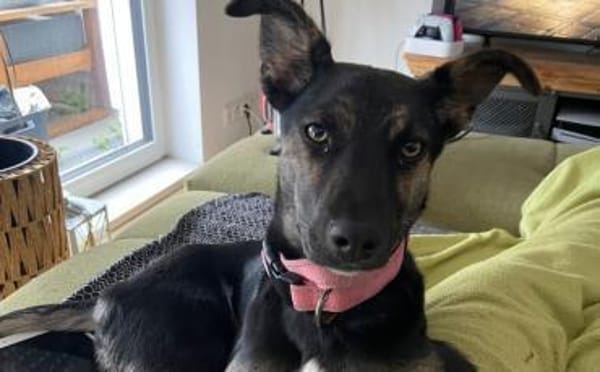 Wird Amika deine beste Freundin?