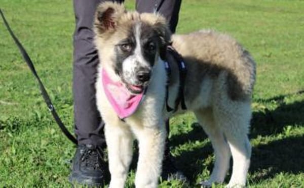 Zuhause gesucht für Zumi