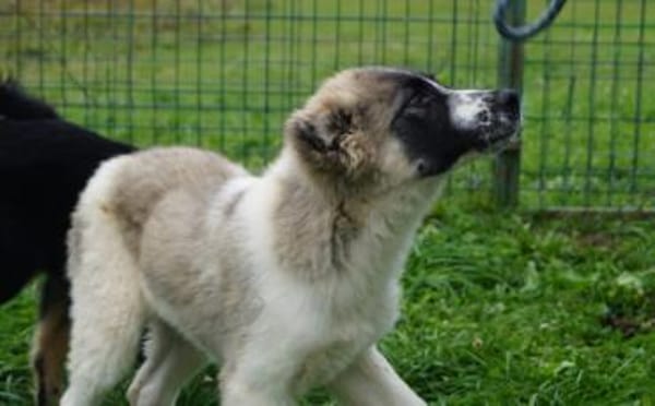 Zuhause gesucht für Zumi