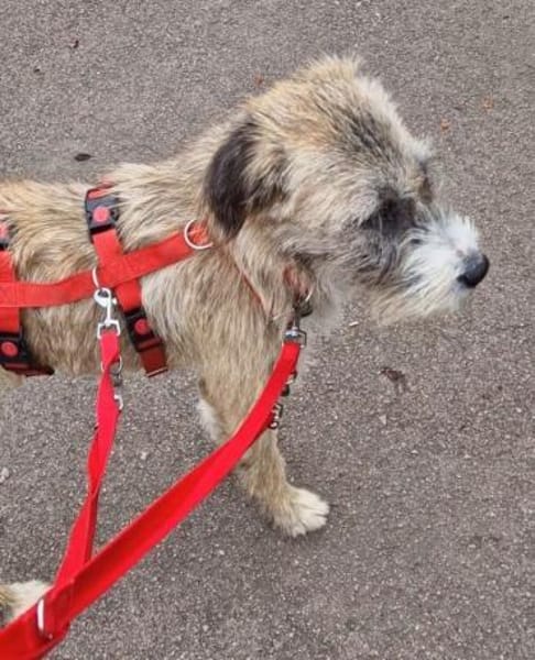 Dixy - lernwillig und neugierig - in DE