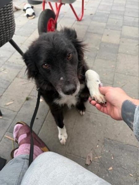 Nana sucht ihr Zuhause