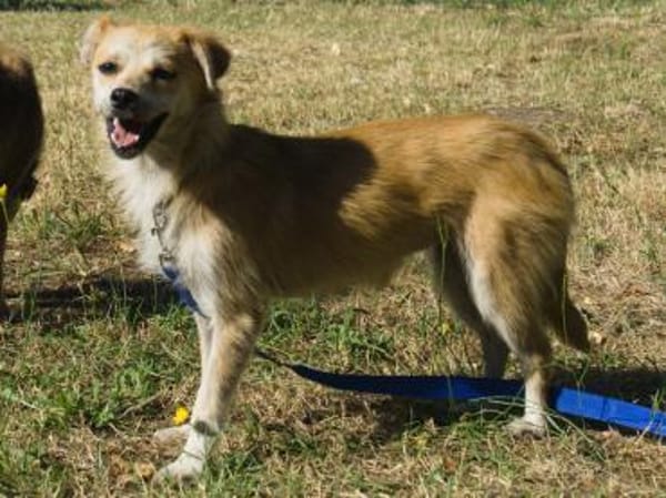 Lotte - jung und verträglich - in DE