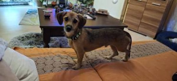 Mexi 5 Jahre sucht ein Zuhause