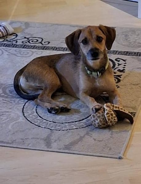 Mexi 5 Jahre sucht ein Zuhause