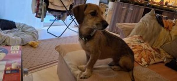 Mexi 5 Jahre sucht ein Zuhause