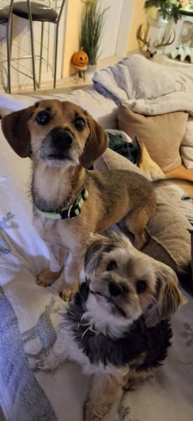 Mexi 5 Jahre sucht ein Zuhause