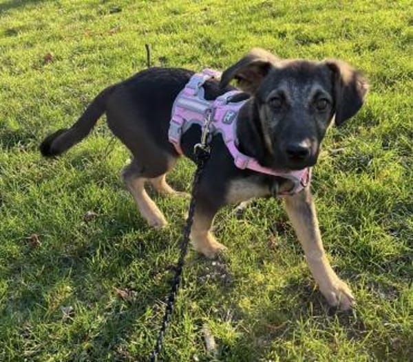 Luna - tolles Hundekind - in Frankfurt