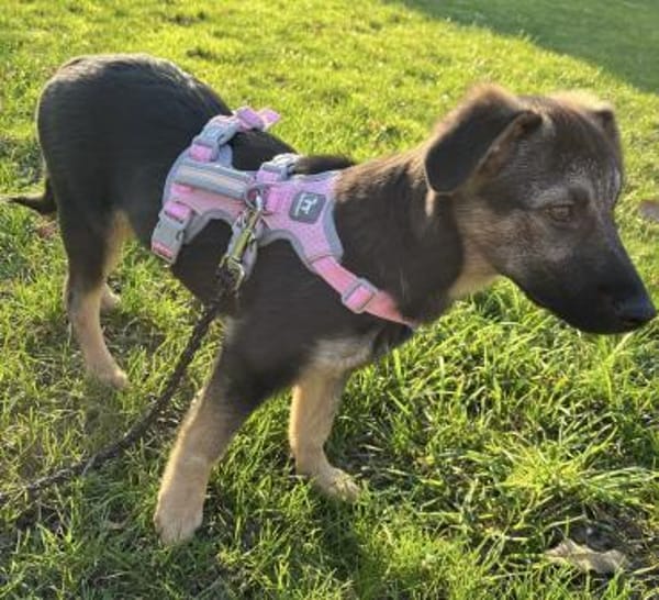 Luna - tolles Hundekind - in Frankfurt