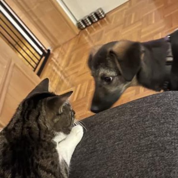 Luna - tolles Hundekind - in Frankfurt