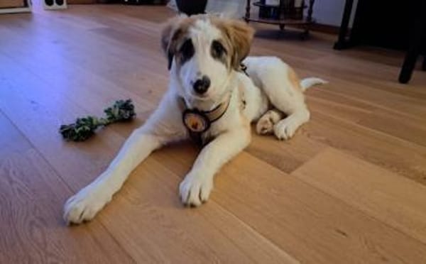 Schenkst du Fussel ein Zuhause?