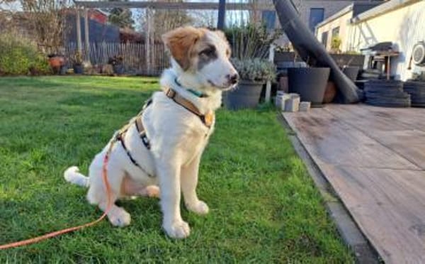 Schenkst du Fussel ein Zuhause?