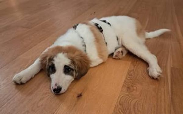 Schenkst du Fussel ein Zuhause?