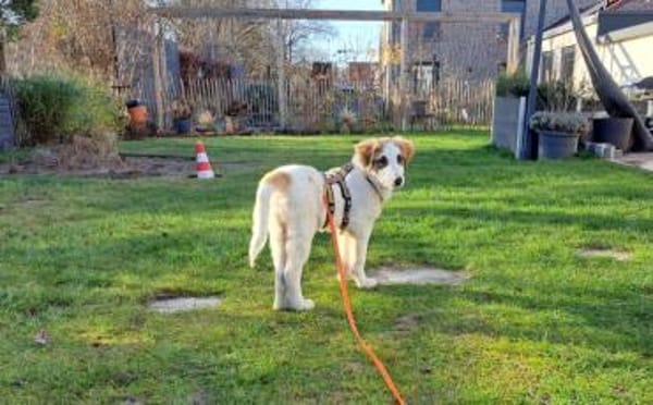 Schenkst du Fussel ein Zuhause?