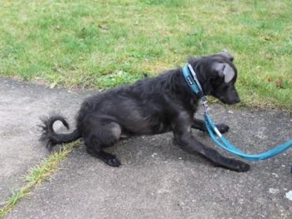 Paco sucht seine Familie