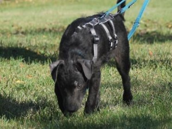 Paco sucht seine Familie