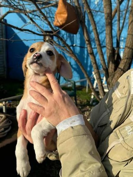 Angie 20 cm 3-4 mon.