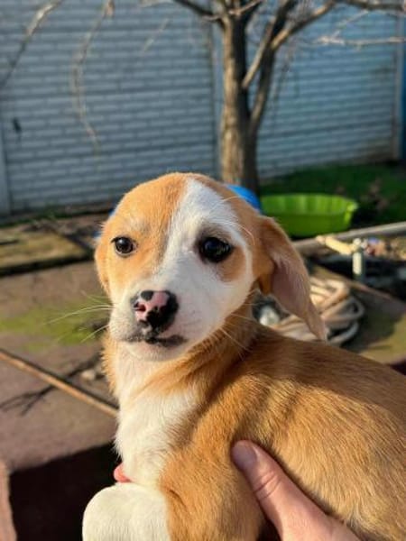 Angie 20 cm 3-4 mon.