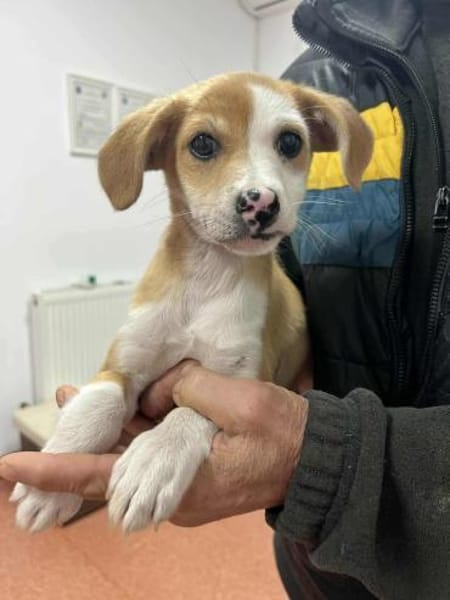 Angie 20 cm 3-4 mon.