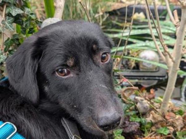 MARIA-zauberhafte Jung-Hündin,43 cm