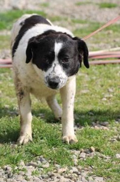 Vanily - goldige, zutrauliche Hündin