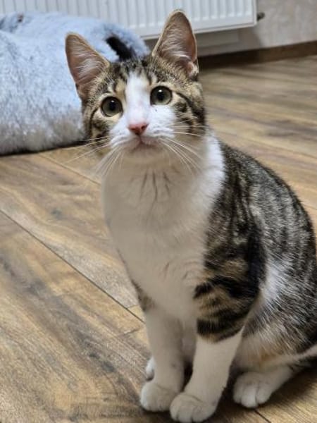 SALLY - sucht ihr großes Glück!