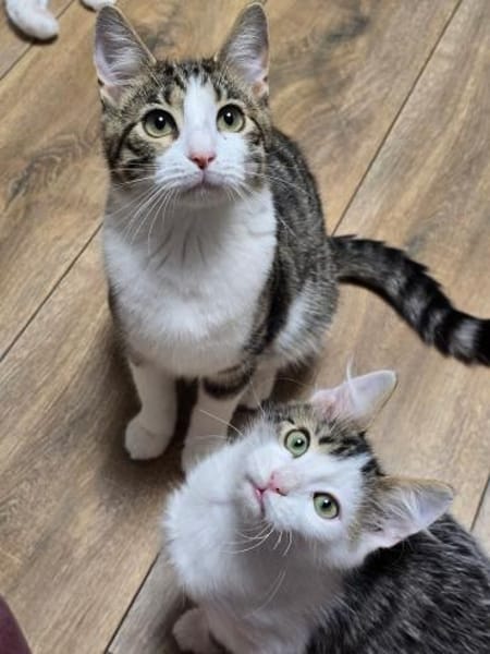 SALLY - sucht ihr großes Glück!