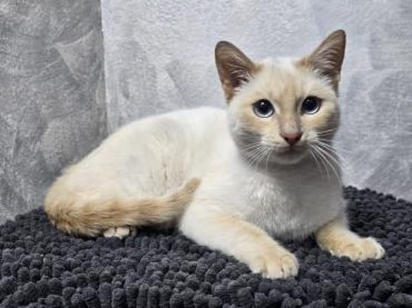 EVA - Traumhafte Siam sucht ihr Zuhause!