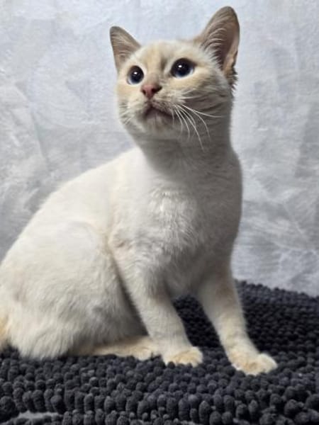 EVA - Traumhafte Siam sucht ihr Zuhause!