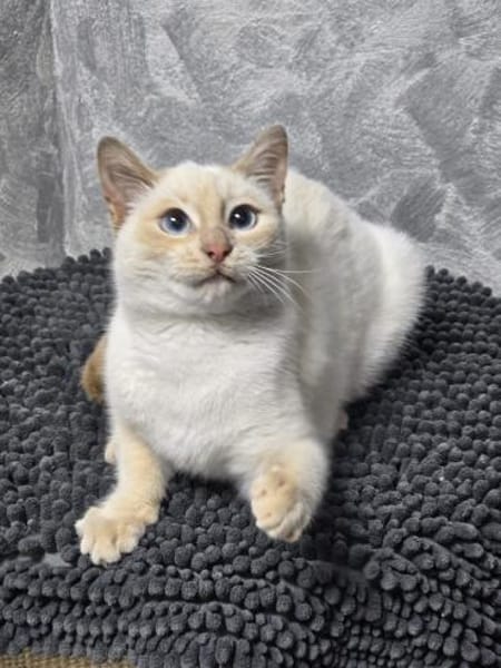 EVA - Traumhafte Siam sucht ihr Zuhause!