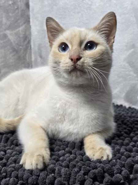 EVA - Traumhafte Siam sucht ihr Zuhause!