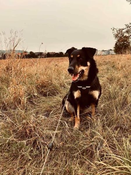 Aktive Fanny sucht ihre Menschen