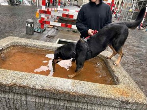 Aktive Fanny sucht ihre Menschen