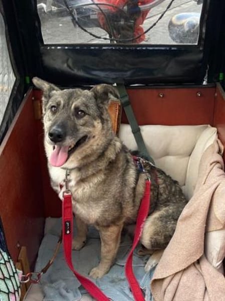 Lonka-verschmuste, süße Hündin, 42 cm