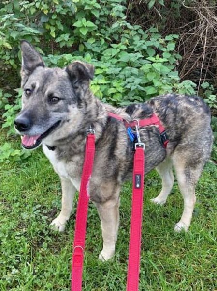 Lonka-verschmuste, süße Hündin, 42 cm