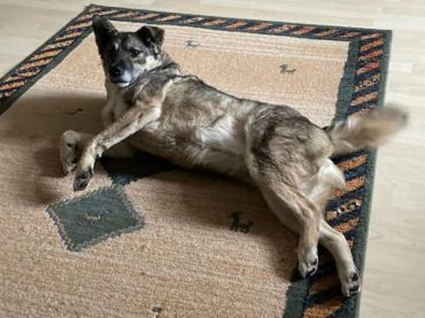 Lonka-verschmuste, süße Hündin, 42 cm