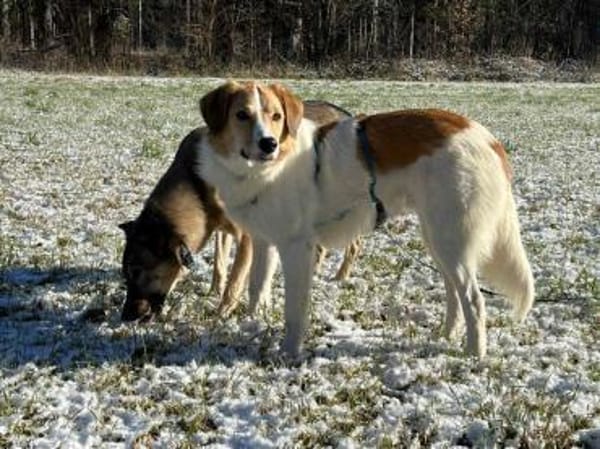Rüde Momo auf Pflegestelle München