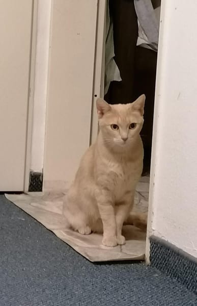 Lea  Sandfarbene Katzenschönheit