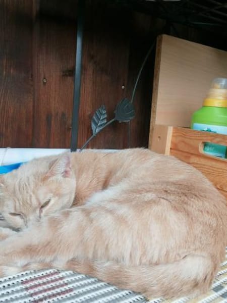 Lea  Sandfarbene Katzenschönheit