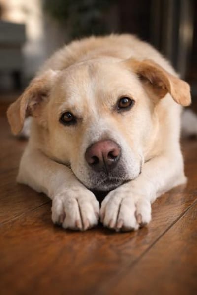 Wachsamer Bär sucht ländliches Zuhause