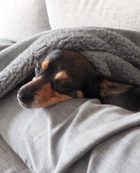 Pepe sucht Zuhause o. Dauerpflegestelle