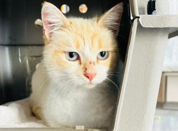 LUZY-verschmust,verspielt u. freundlich!