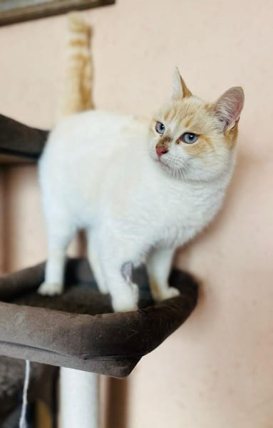 LUZY-verschmust,verspielt u. freundlich!