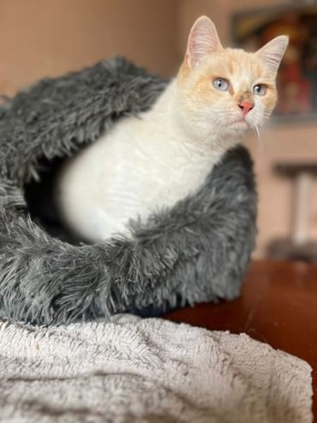 LUZY-verschmust,verspielt u. freundlich!