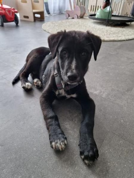 Aang sucht sein Zuhause