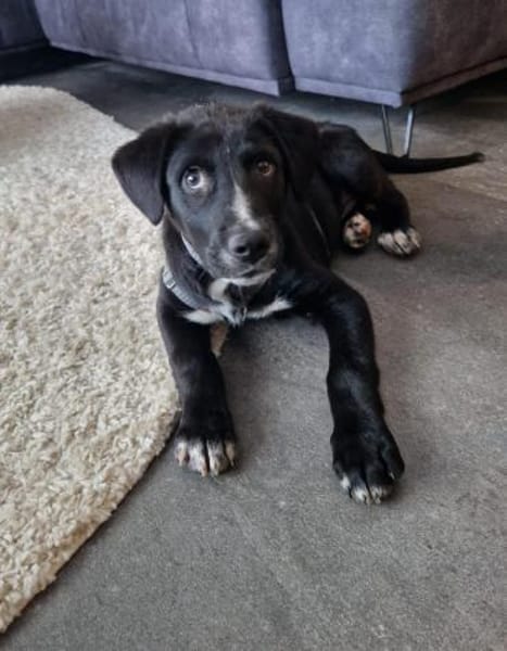 Aang sucht sein Zuhause