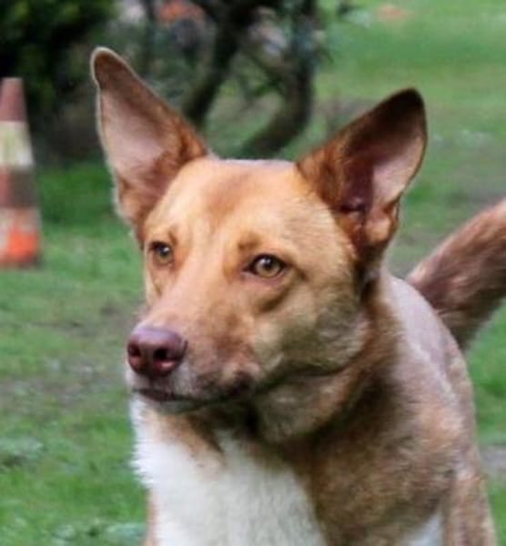 Andorra -lernwillig, leinenführig - in D